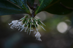 Aegiceras corniculatum